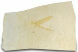 Beautiful Fossil Damselfly - Solnhofen Limestone #317483-1